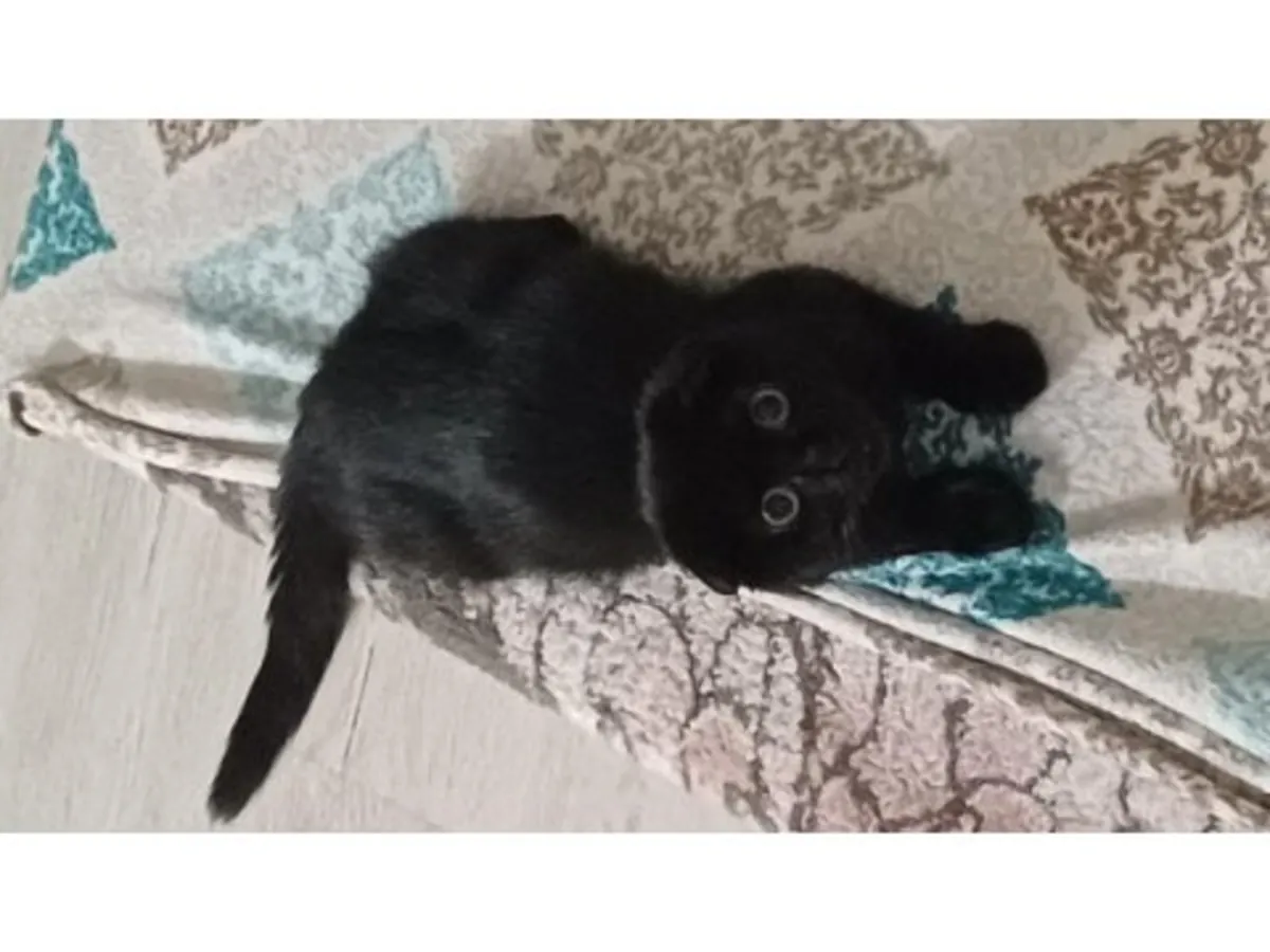 Наш спокойный шотландский вислоухий кот готов к усыновлению.