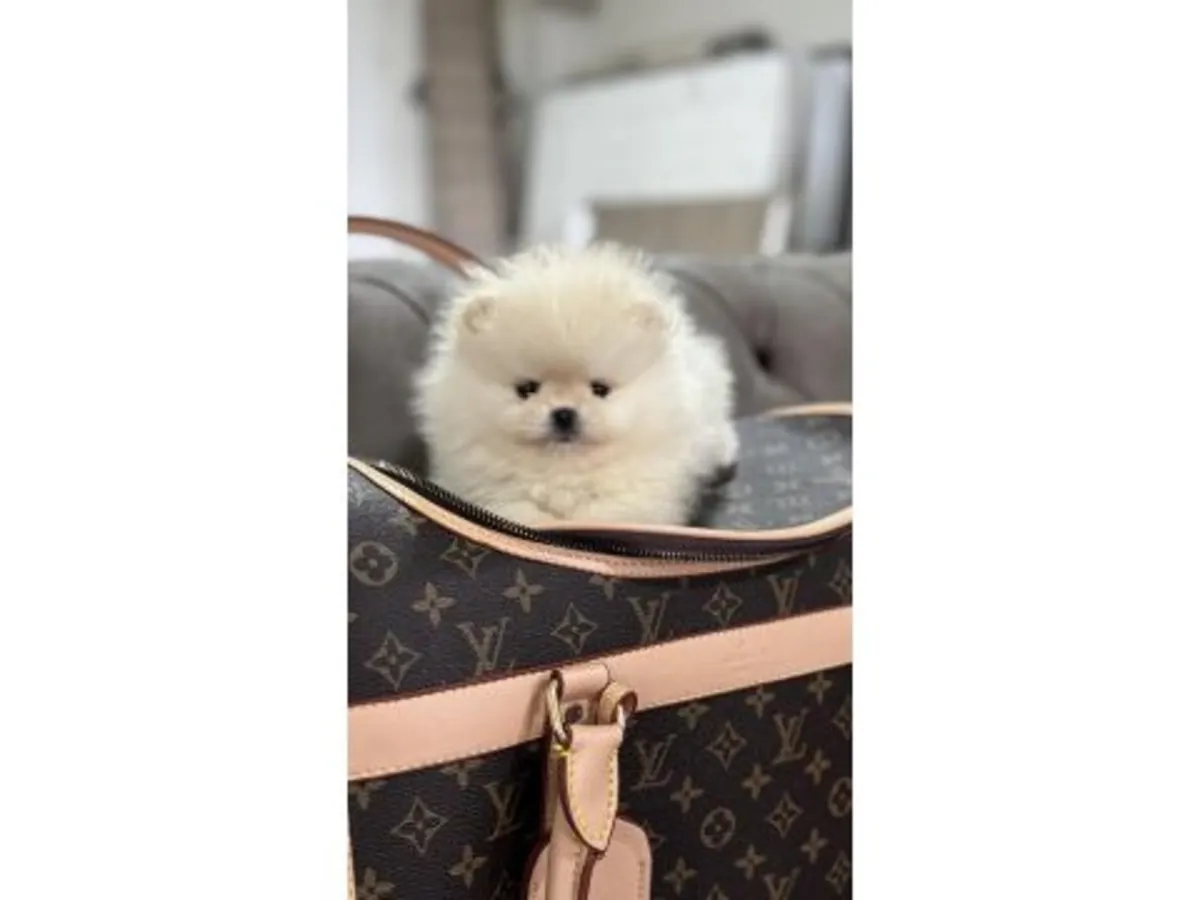 Здоровый белый щенок померанского шпица ищет нового владельца.