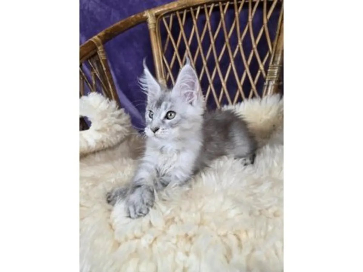 Наш крупный, но очень послушный кот породы мейн-кун готов к усыновлению.