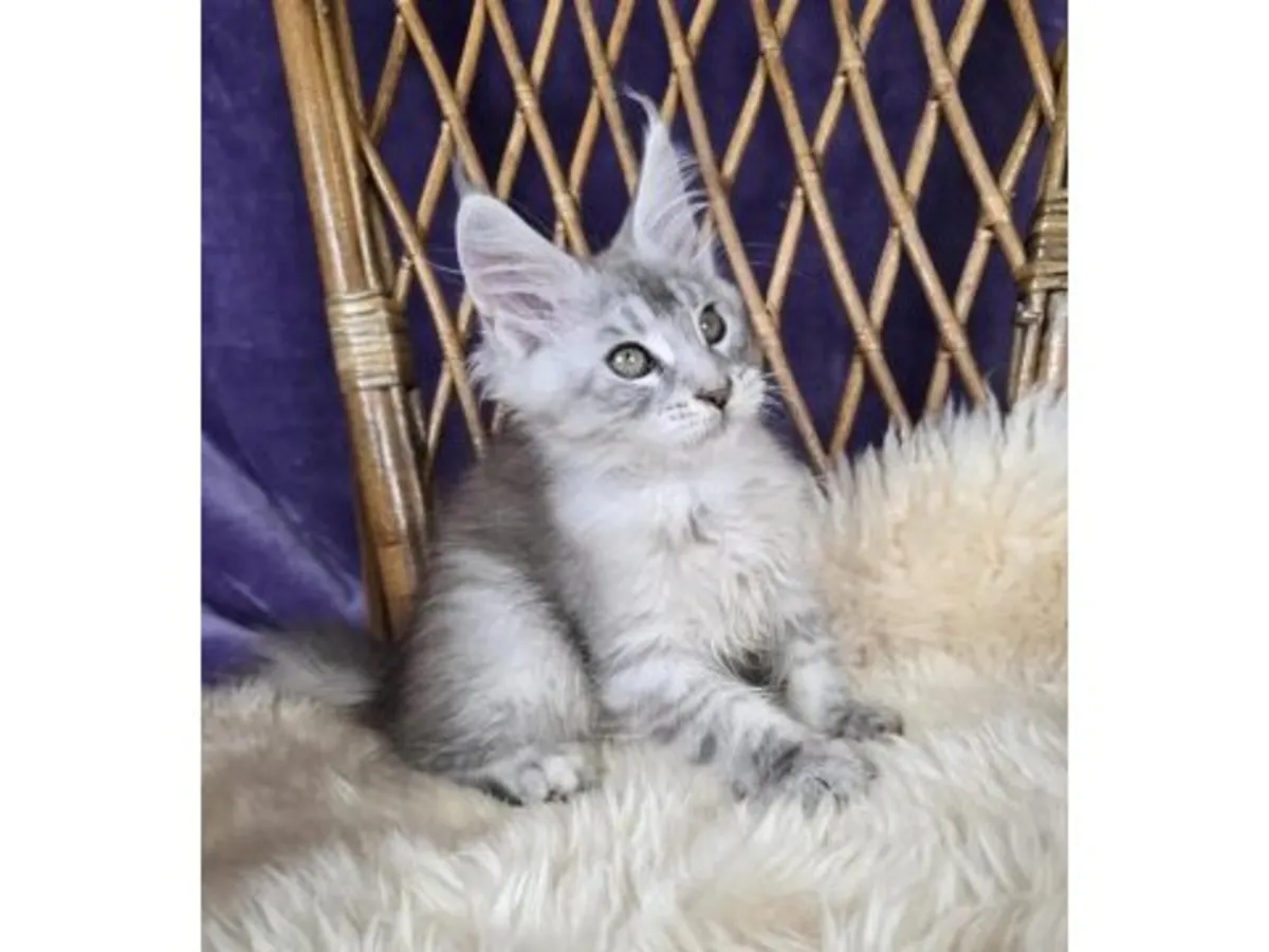 Наш крупный, но очень послушный кот породы мейн-кун готов к усыновлению.