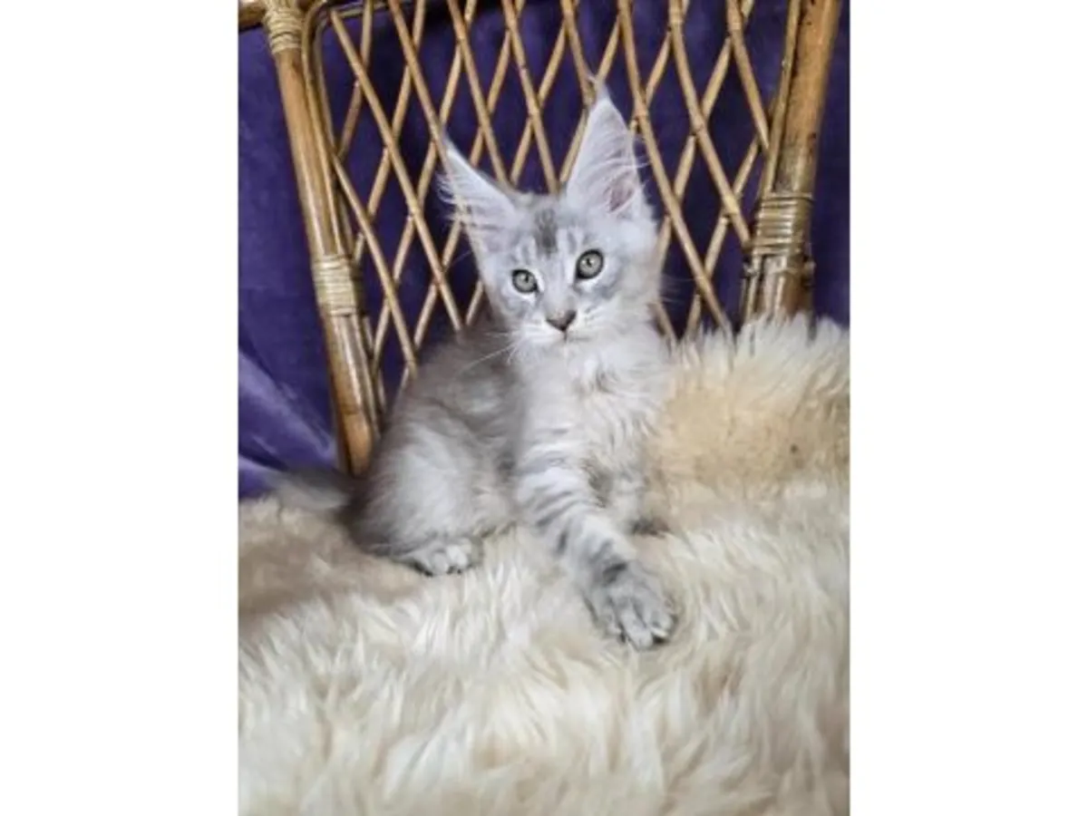 Наш крупный, но очень послушный кот породы мейн-кун готов к усыновлению.