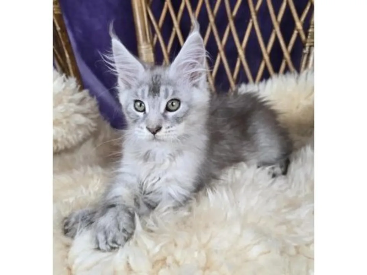 Наш крупный, но очень послушный кот породы мейн-кун готов к усыновлению.