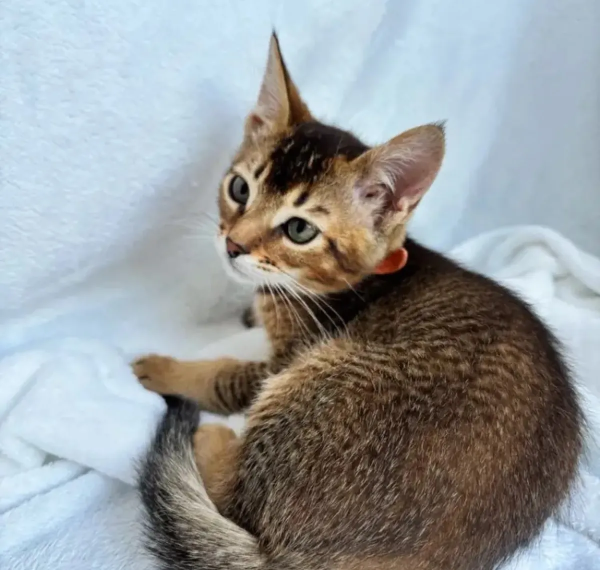 stunning Abyssinian kittens