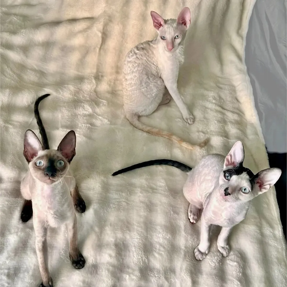 Four gorgeous Cornish Rex kittens 
