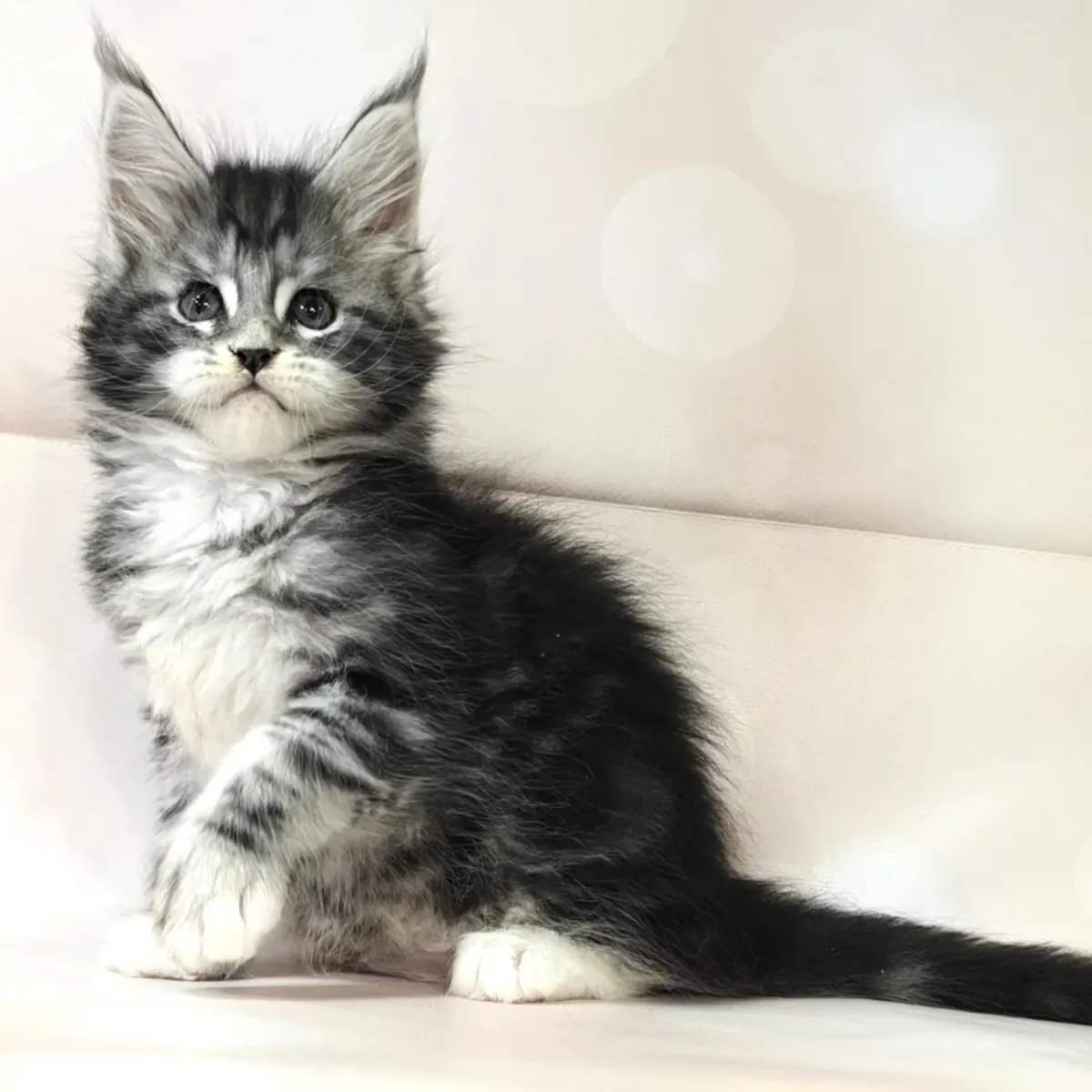Chatons Maine Coon
