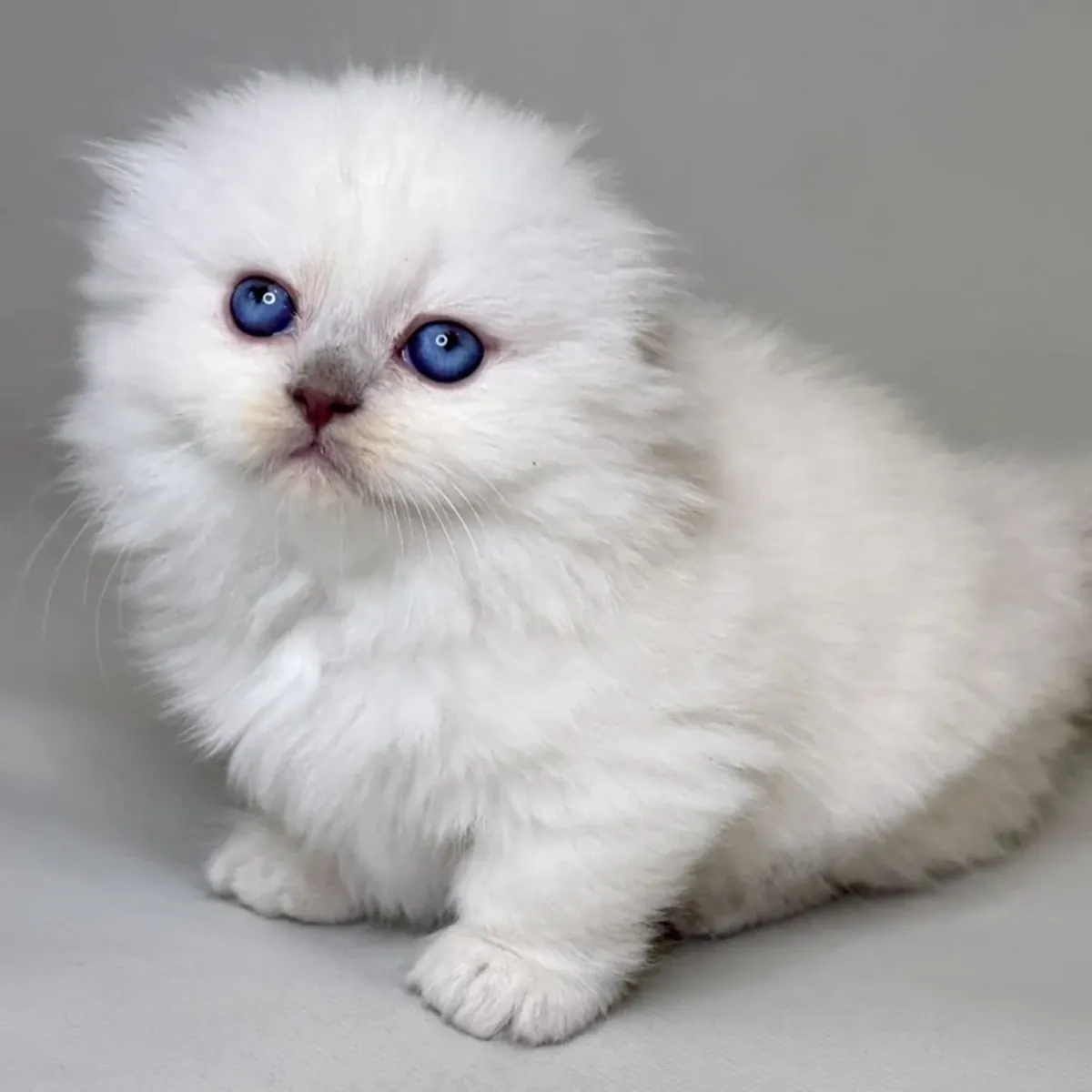 华丽的短腿猫小猫