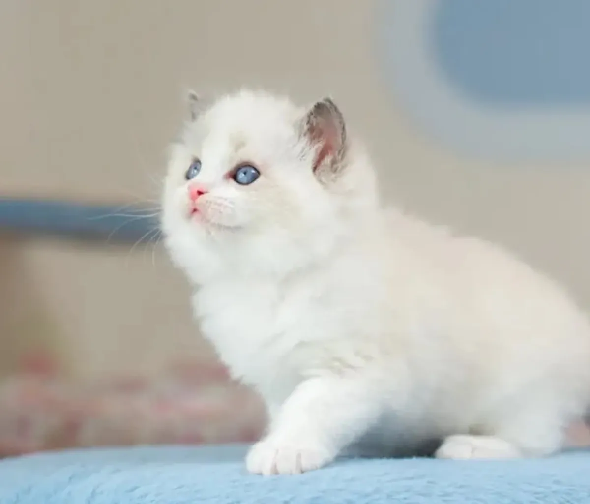 superbes chatons siamois