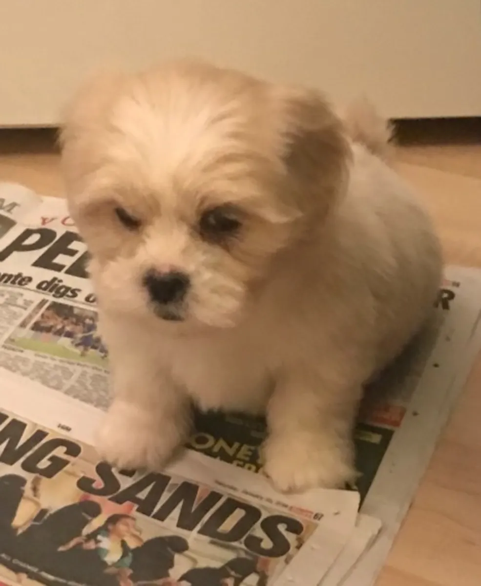 Sabas Lhasa Apso Perros y Cachorros.