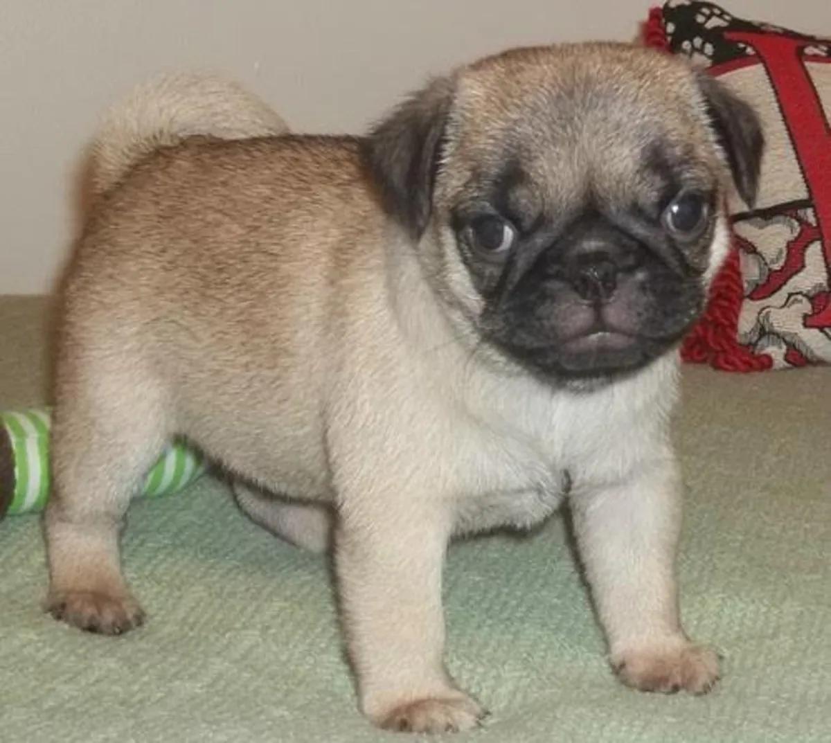 BEAUX CHIOTS PUG !!! DEUX FILLES MERLE IMPRESSIONNANTES !!!