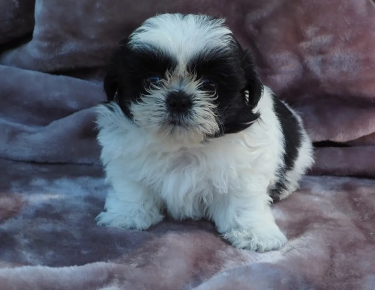 The charming shihtzu needs a new home.