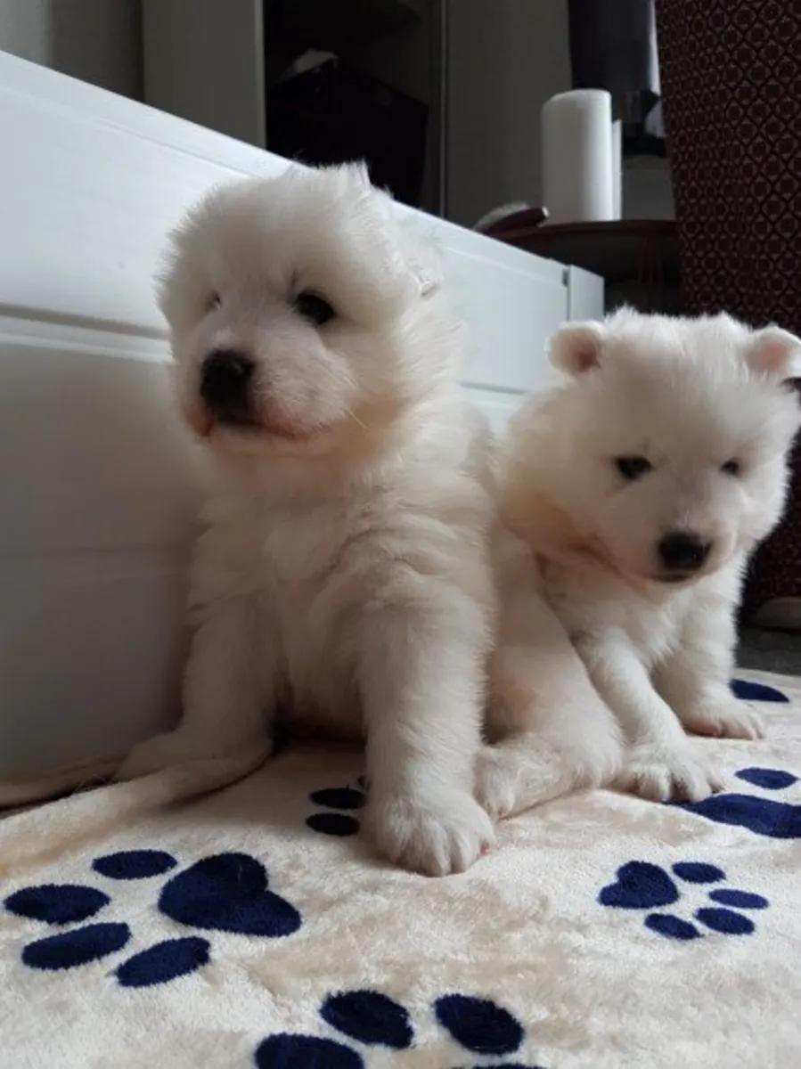 Chiens et chiots samoyèdes.