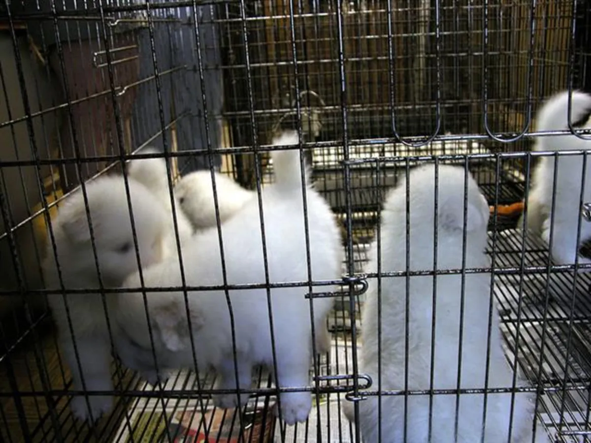 Chiens et chiots samoyèdes.