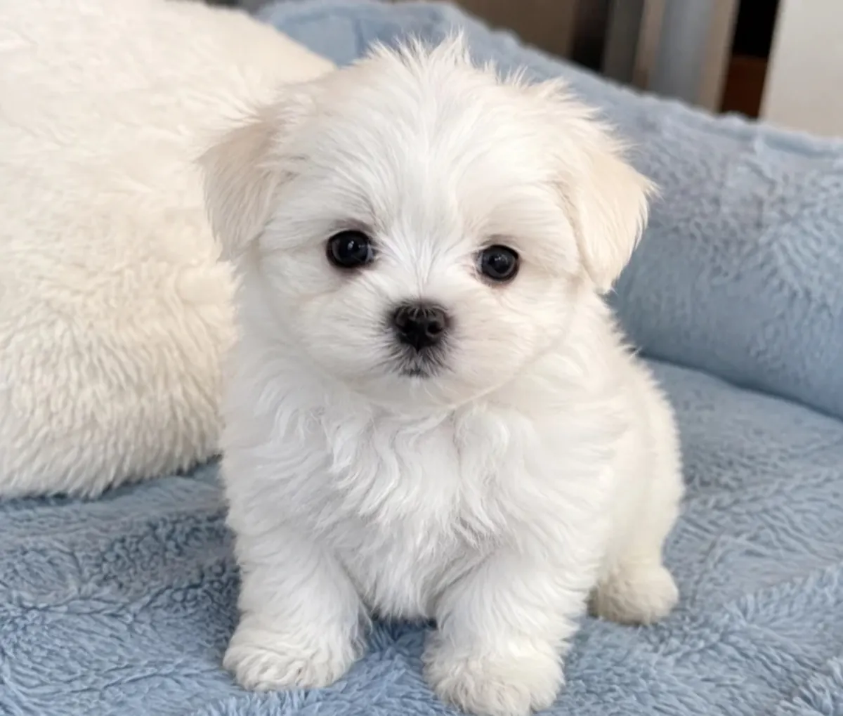 Beau chiot maltais