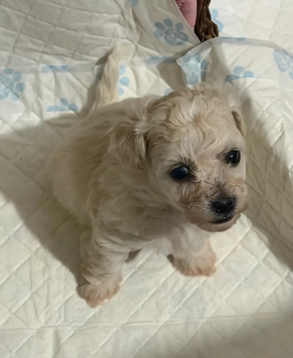 Beautiful toy poodle puppies! 
