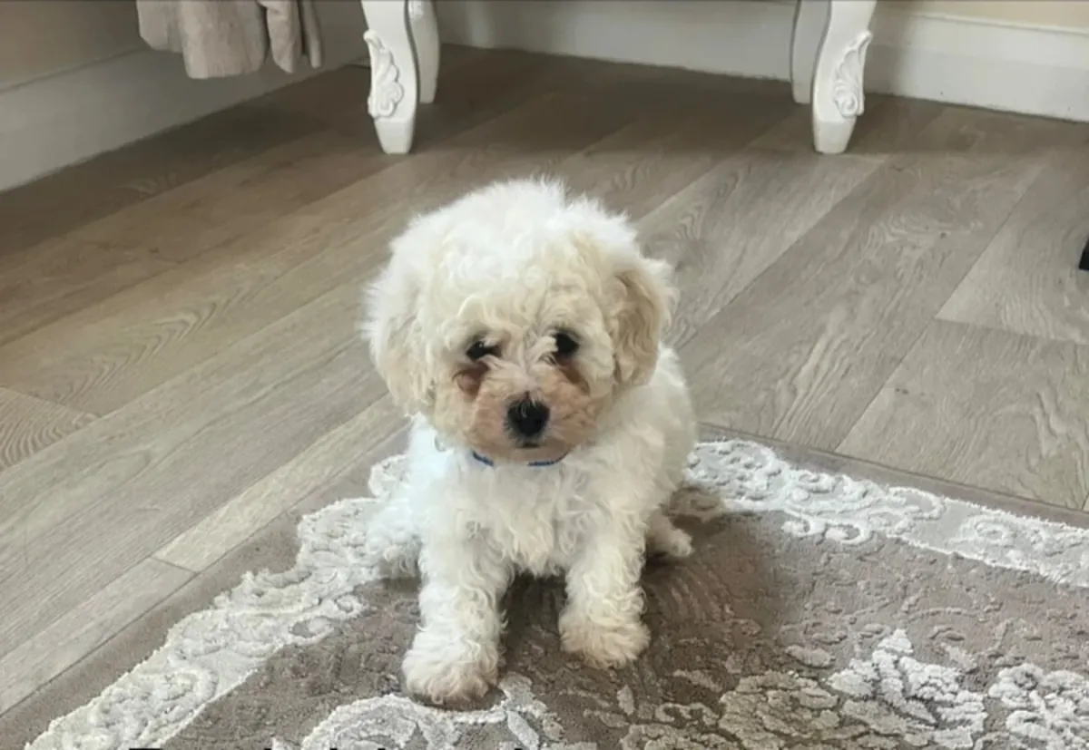 Bichon frise
