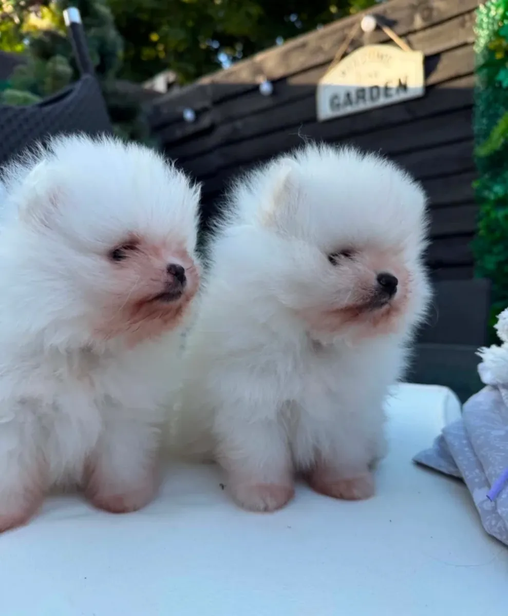 Pomeranian