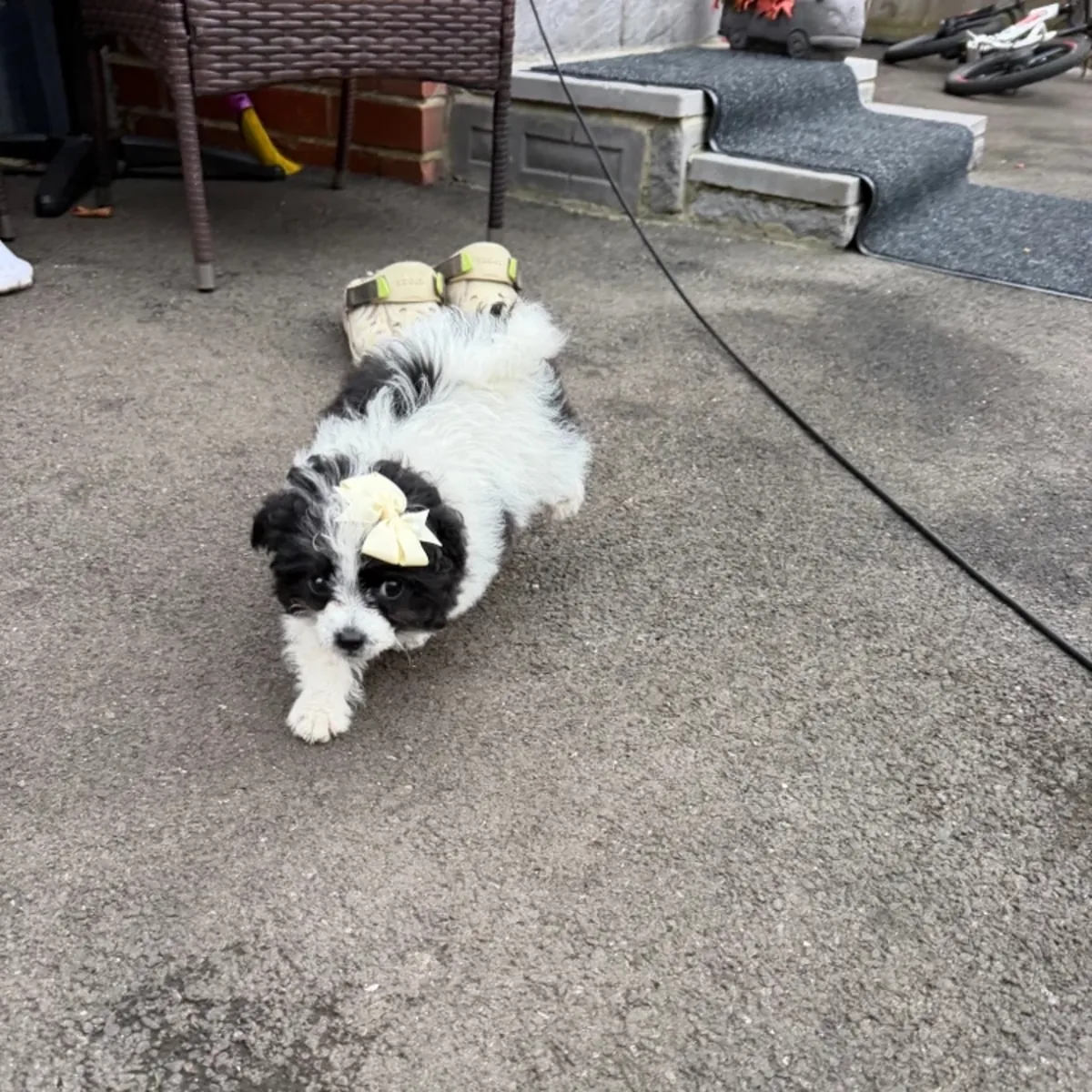 Cachorro Shitzu en venta
