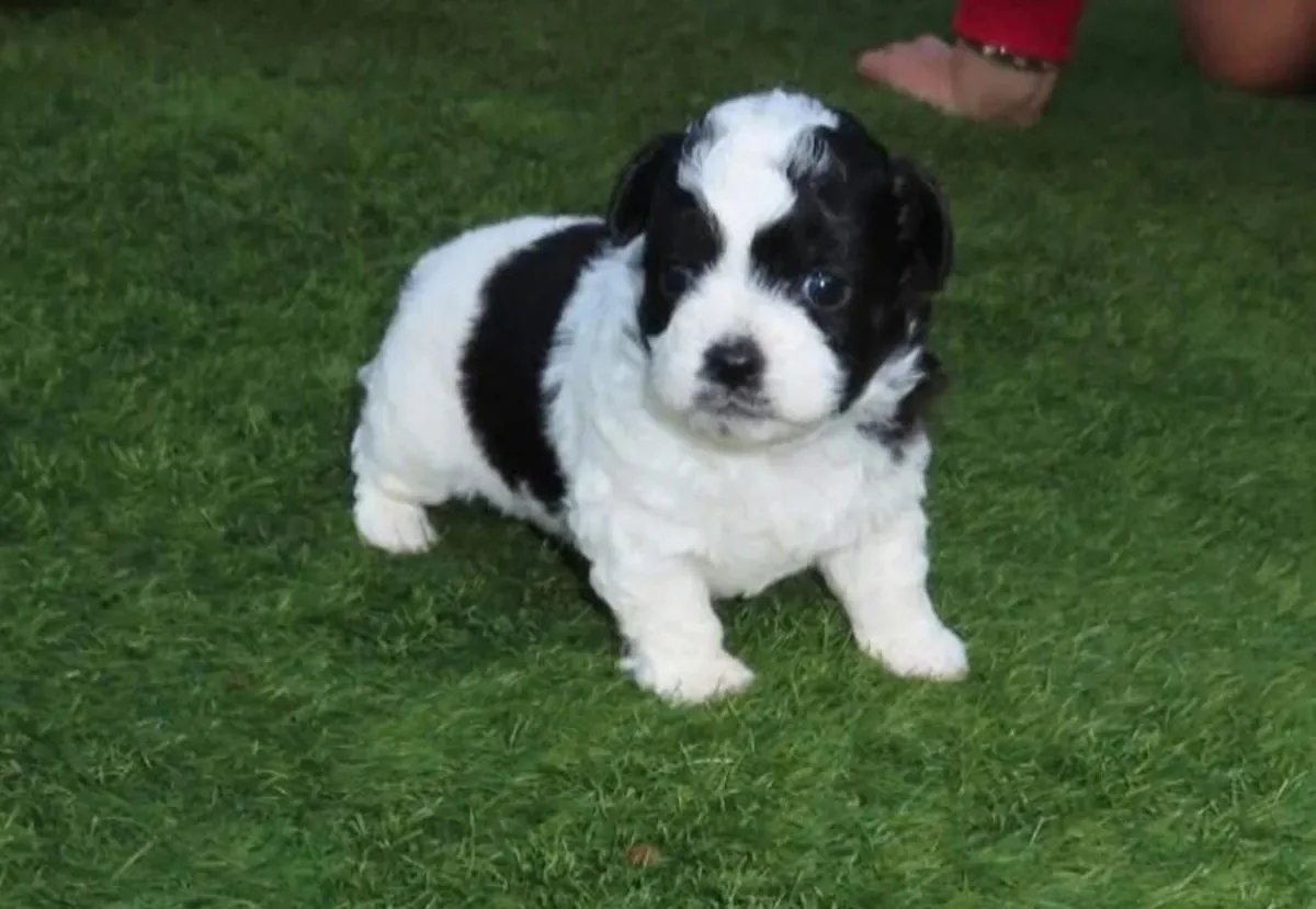 Cachorro Shitzu en venta