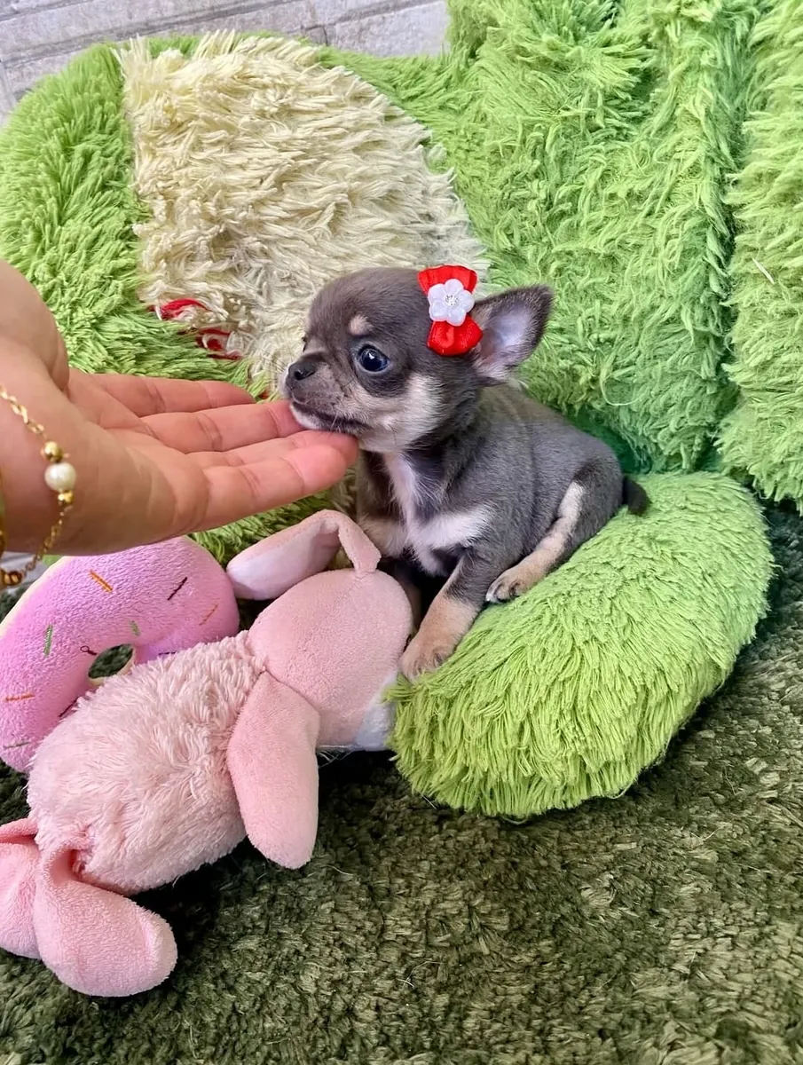 Cachorro Chihuahua inteligente listo para ser adoptado 🐶 | WhatsApp: +34 632 000 221