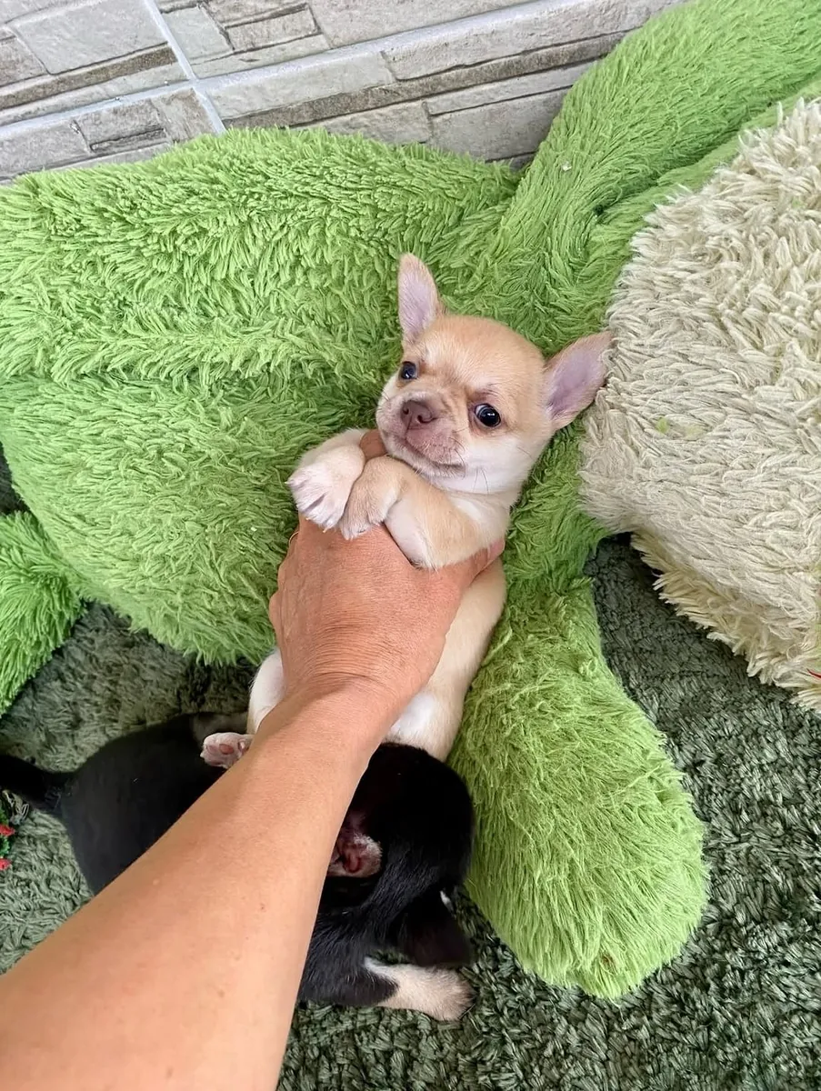Precioso cachorro de chihuahua busca un hogar definitivo 🐾 | WhatsApp: +34 632 000 221
