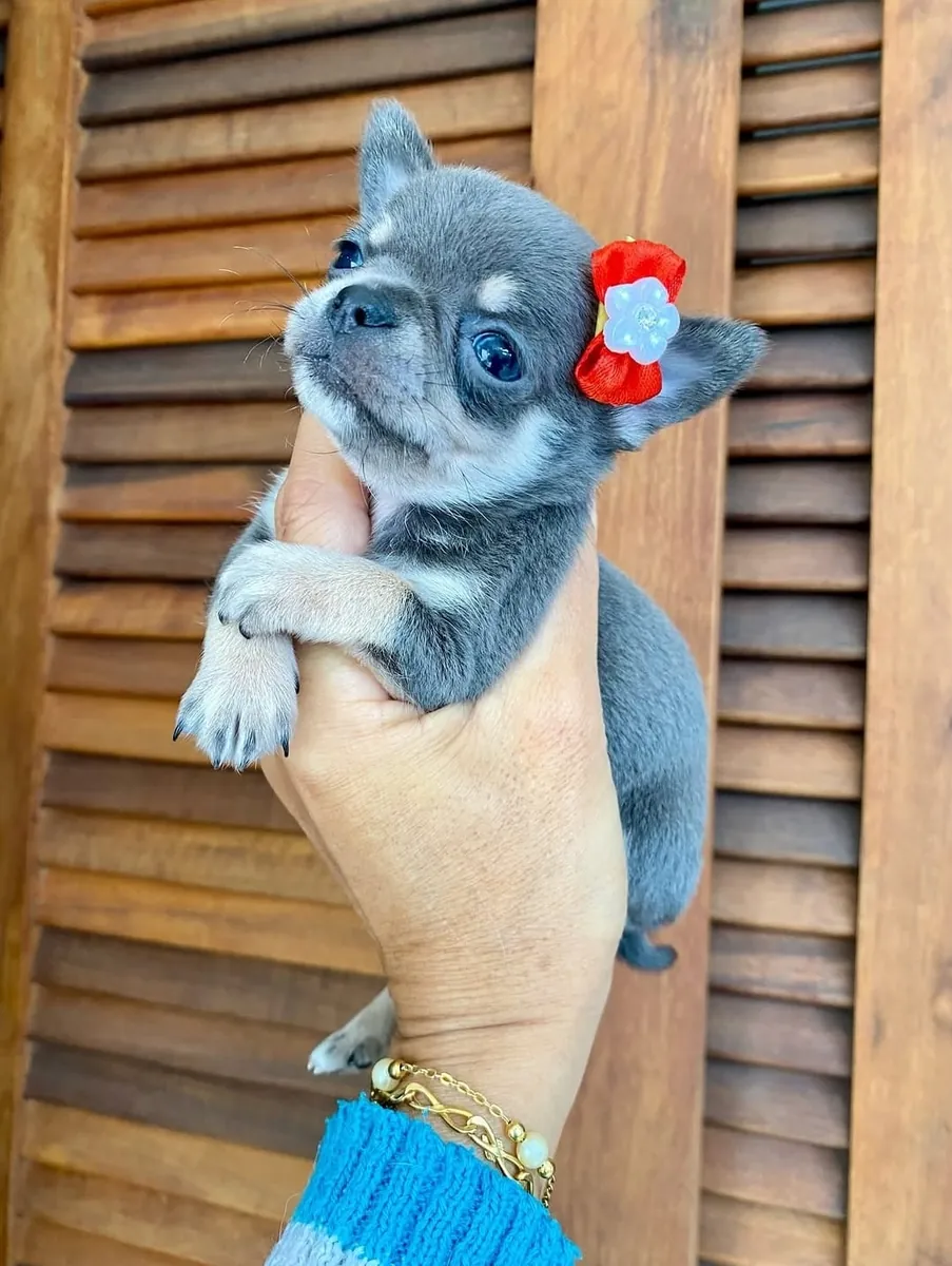 Precioso cachorro de chihuahua disponible para adopción ❤️ | WhatsApp: +34 632 000 221