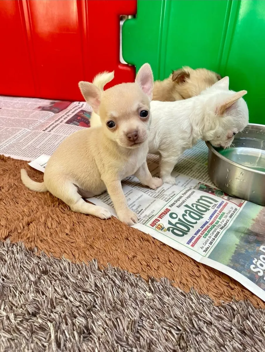 Cachorrito Chihuahua adorable listo para un nuevo hogar 🏡 | WhatsApp: +34 632 000 221