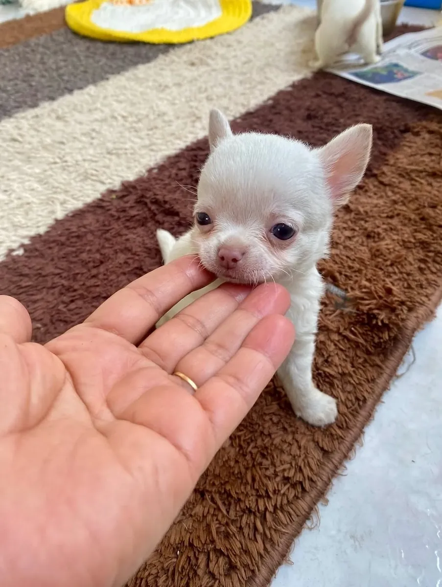 Cachorrito Chihuahua Encantador busca un hogar definitivo 🐾 | WhatsApp: +34 632 000 221
