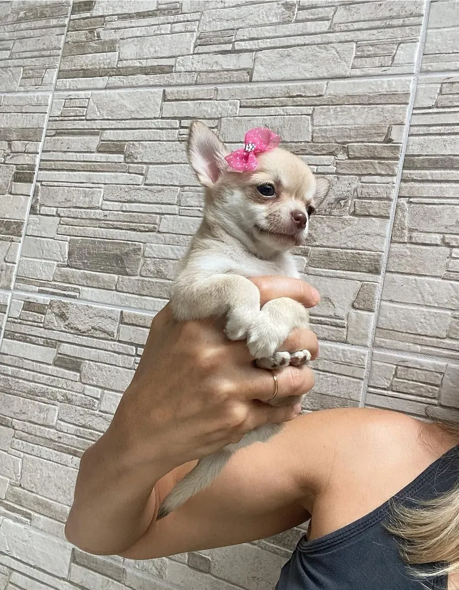 Cachorrito chihuahua diminuto listo para robarte el corazón ❤️ | WhatsApp: +34 632 000 221