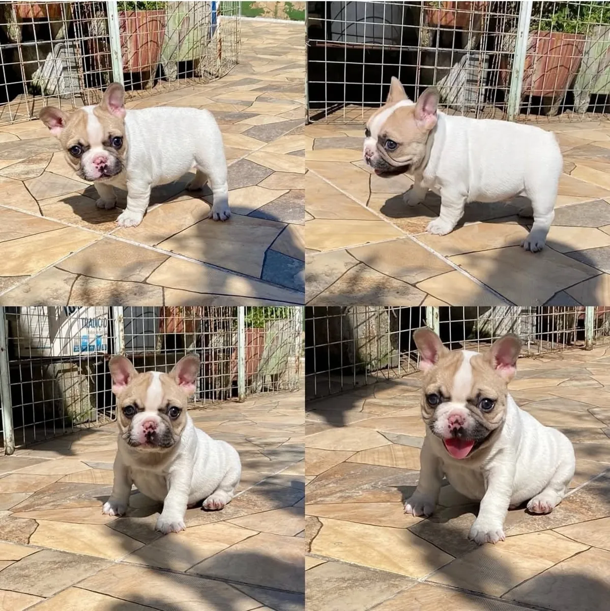 Precioso cachorro de bulldog francés listo para ser adoptado 🐶 | WhatsApp: +34 632 000 221