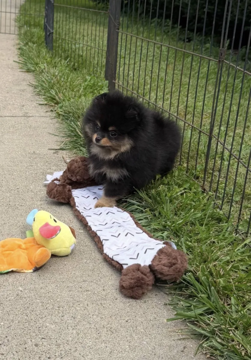 美丽的母博美犬幼犬 – 8月29日准备好 🐾