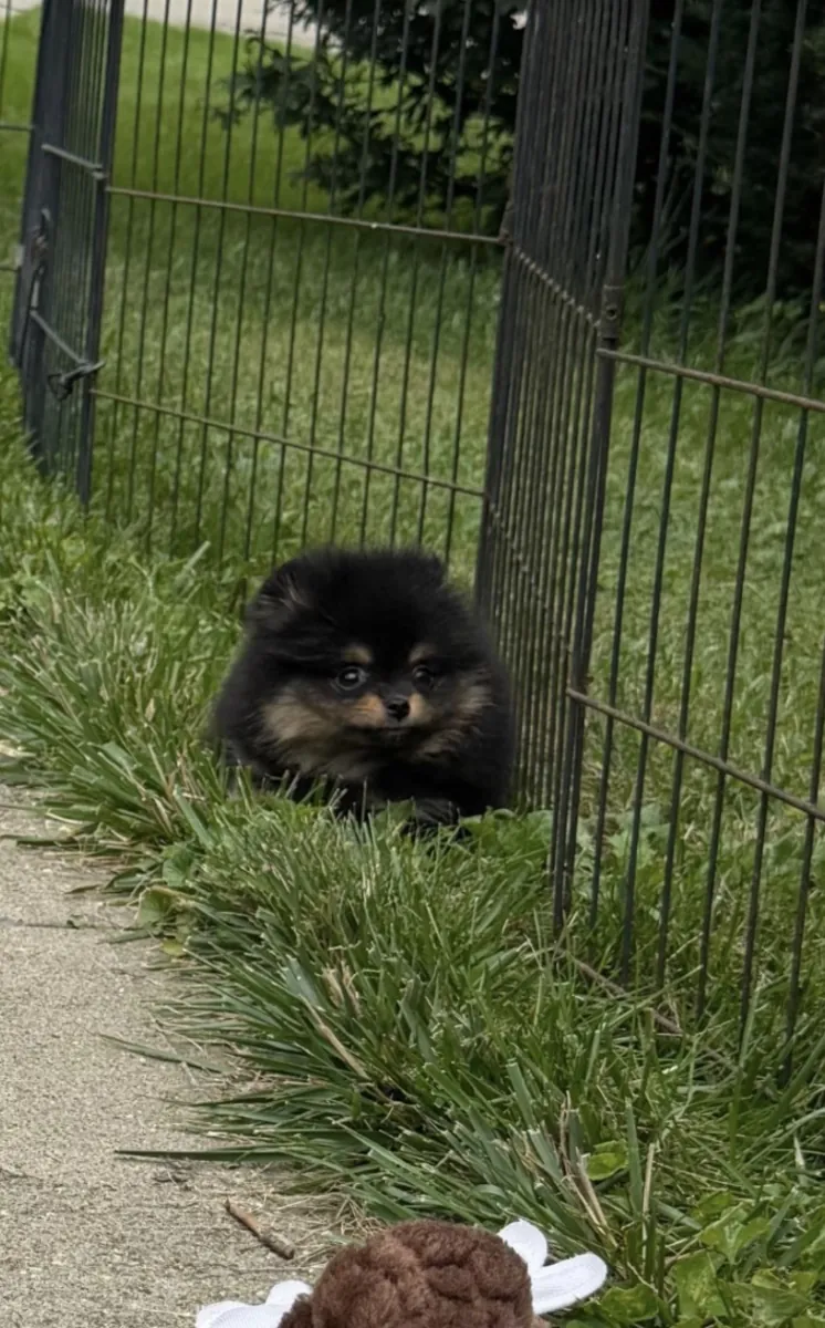 美丽的母博美犬幼犬 – 8月29日准备好 🐾
