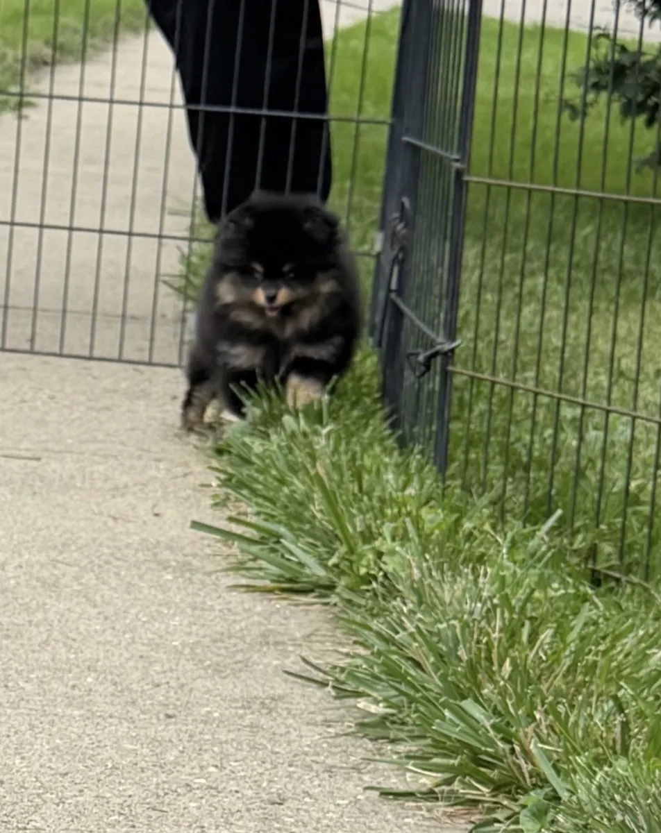 美丽的母博美犬幼犬 – 8月29日准备好 🐾