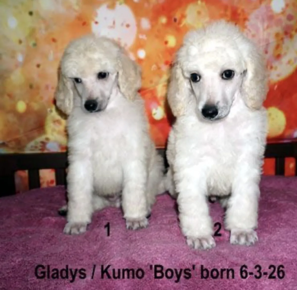 Adorables chiots Caniche Standard – 2 mâles disponibles | Pahrump, NV