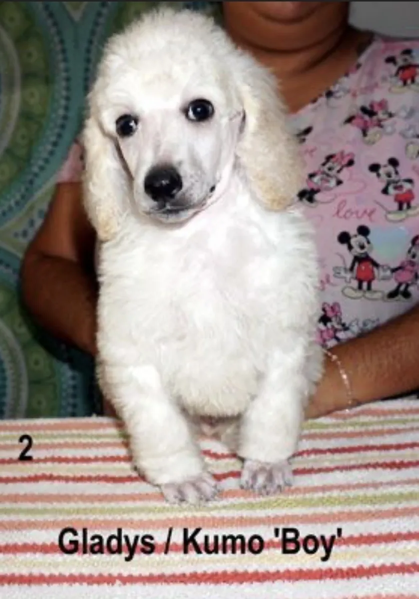 Adorables chiots Caniche Standard – 2 mâles disponibles | Pahrump, NV