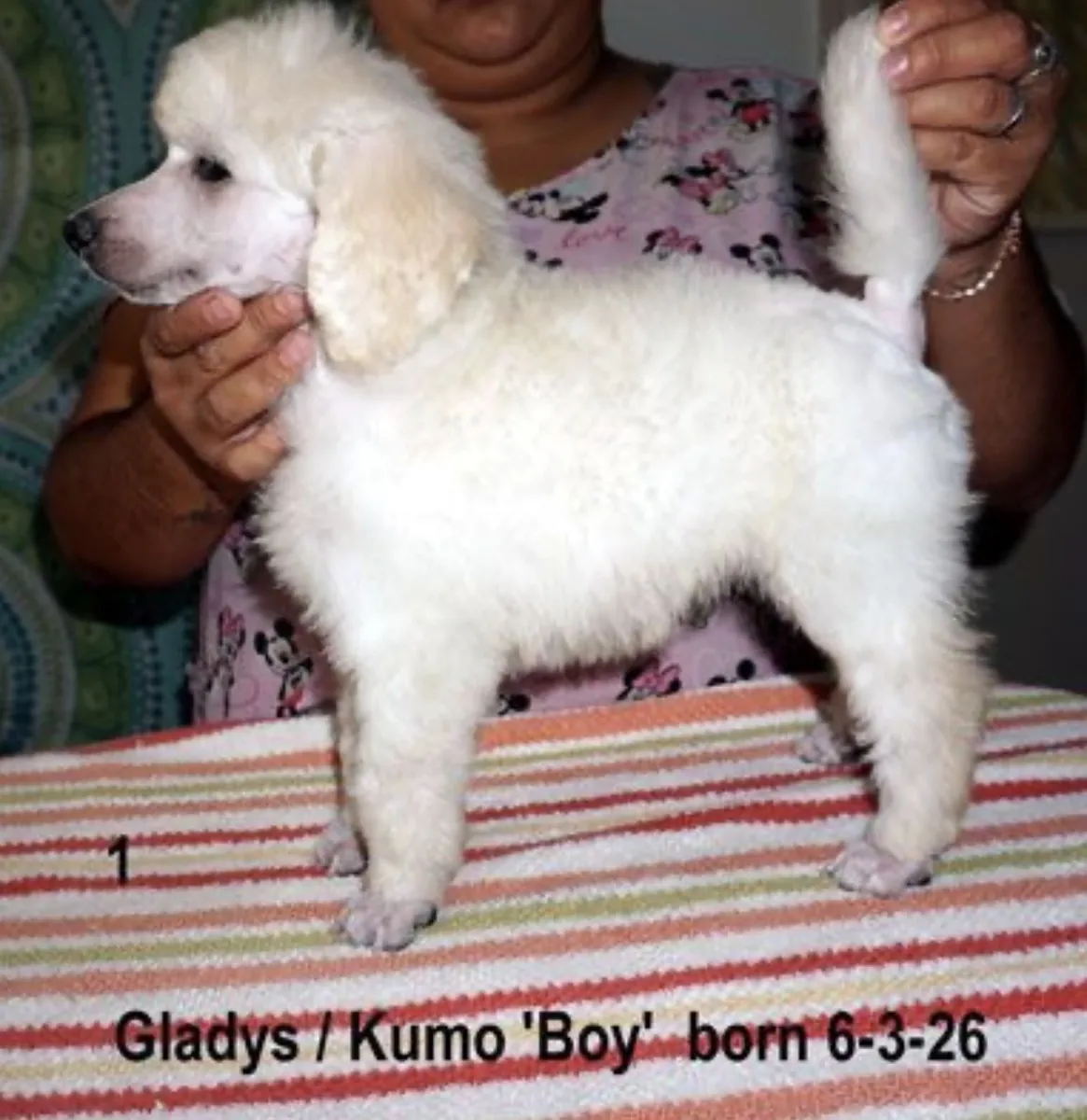 Adorables chiots Caniche Standard – 2 mâles disponibles | Pahrump, NV