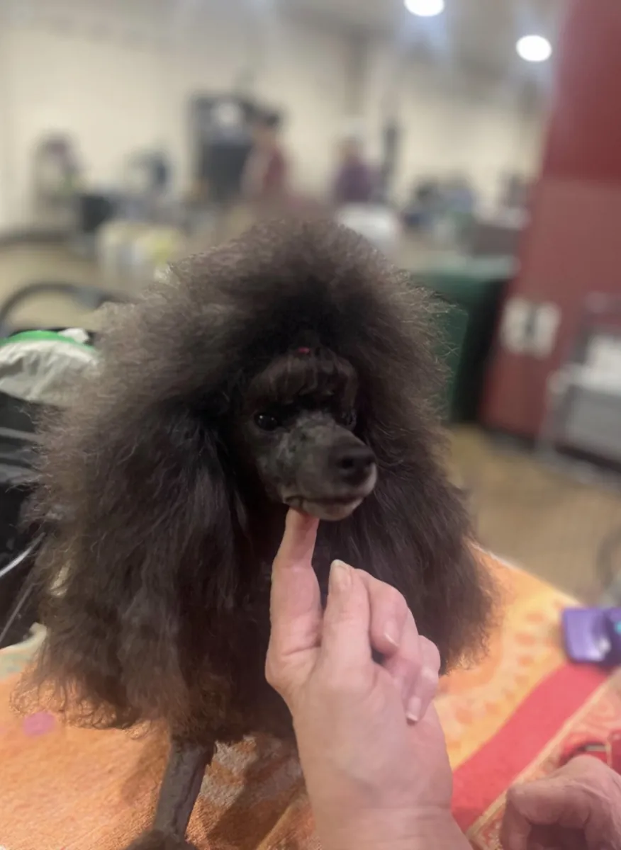 🐩 Adorable Poodle Puppies – 2 Males & 2 Females Available |