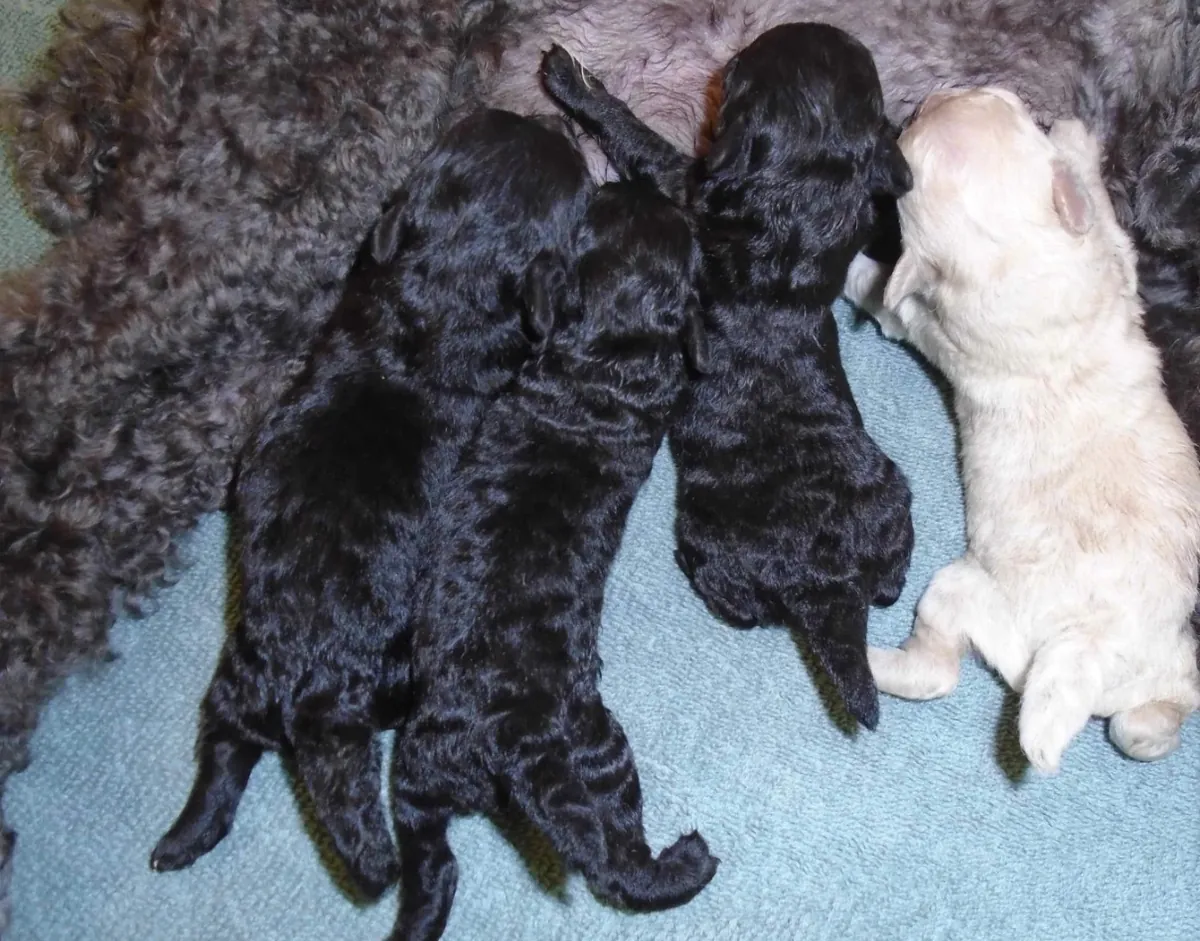 🐩 Adorable Poodle Puppies – 2 Males & 2 Females Available |