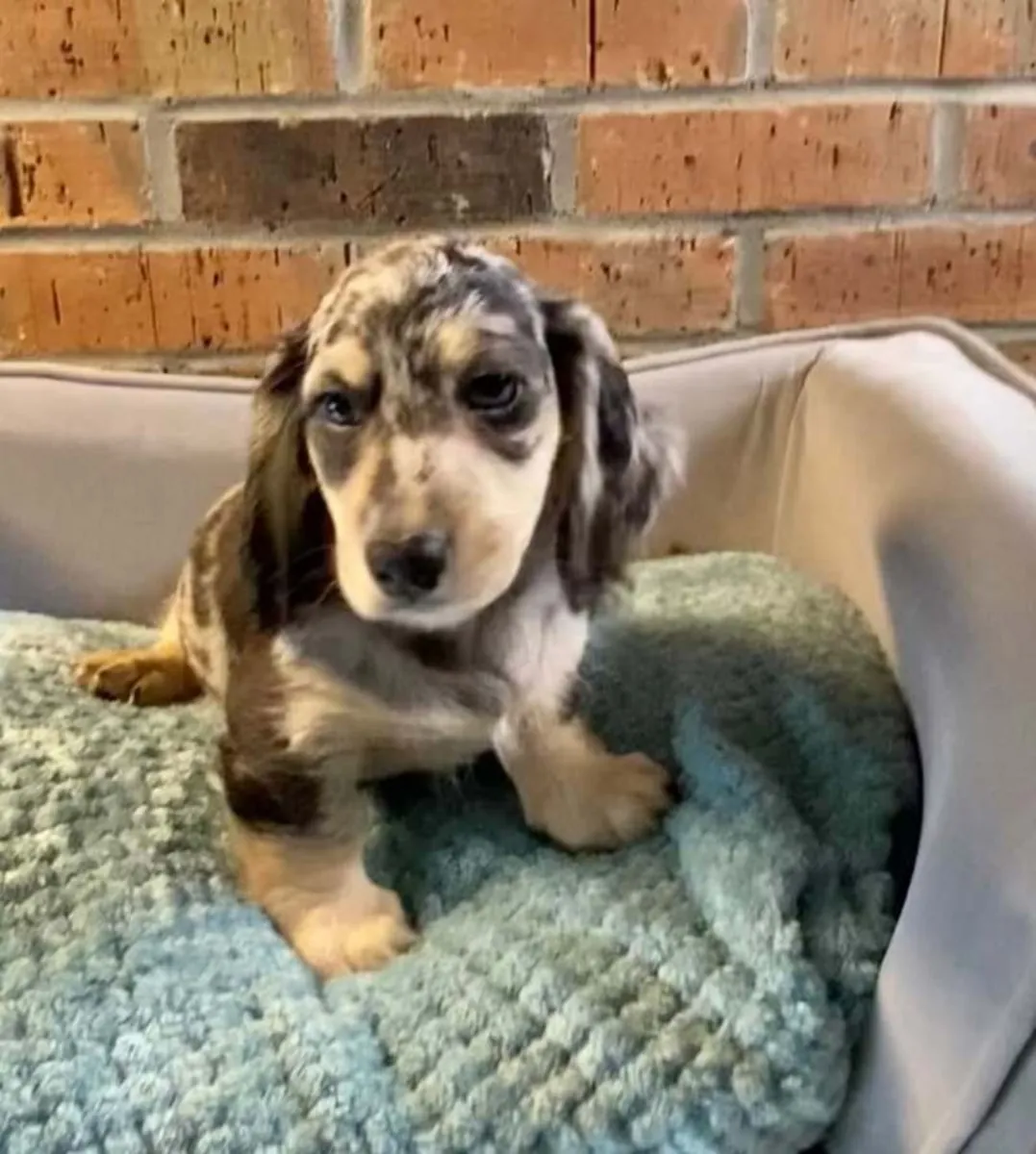 Cachorro de Dachshund disponible para adopción