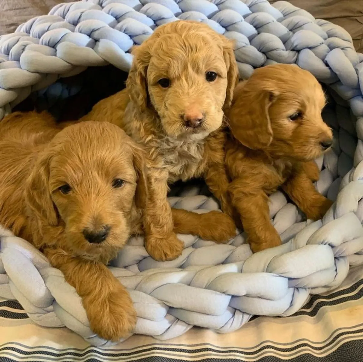 ADORABLES CACHORROS GOLD.DENDOODLE EN VENTA