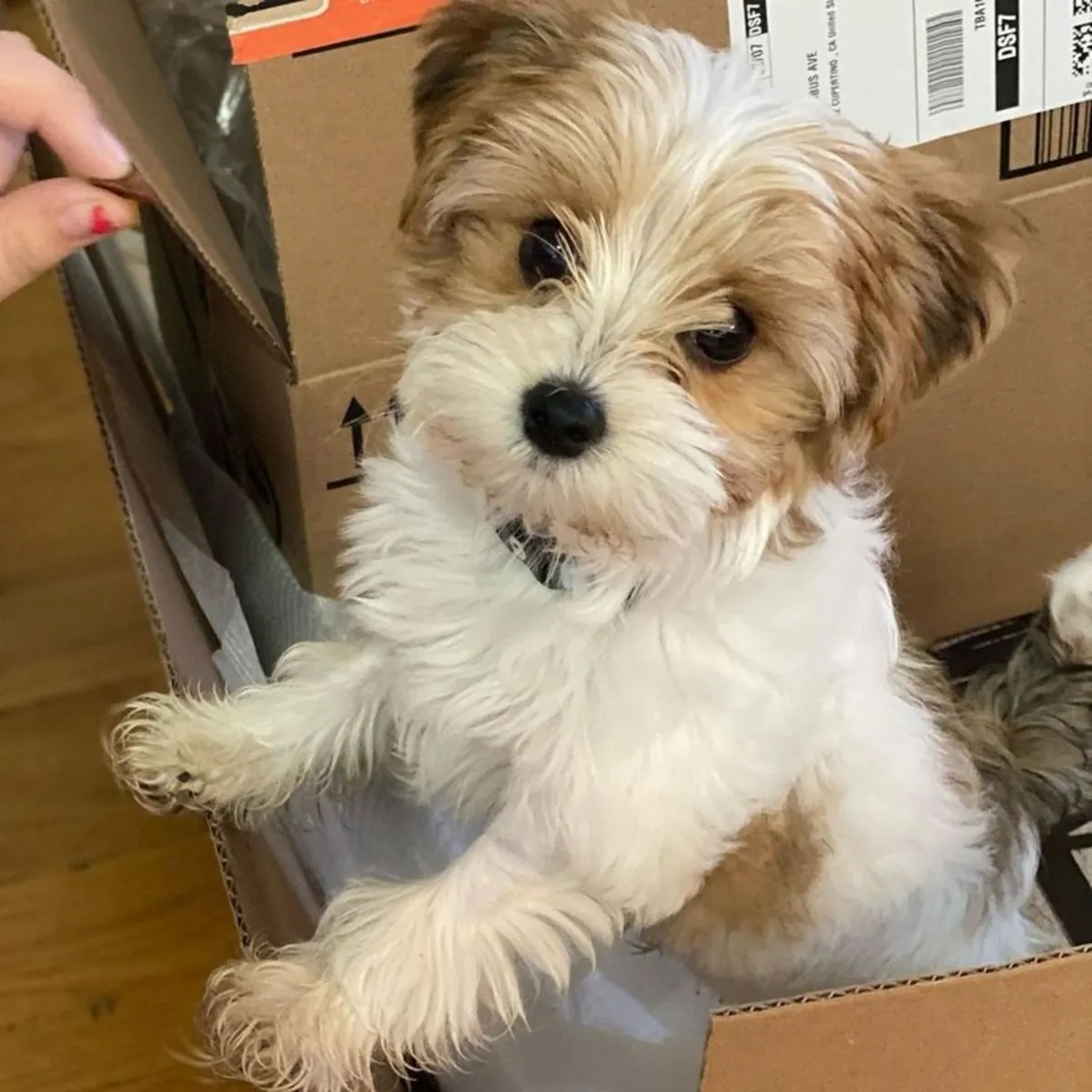 Cachorros de Yorkshire Terrier Registrados