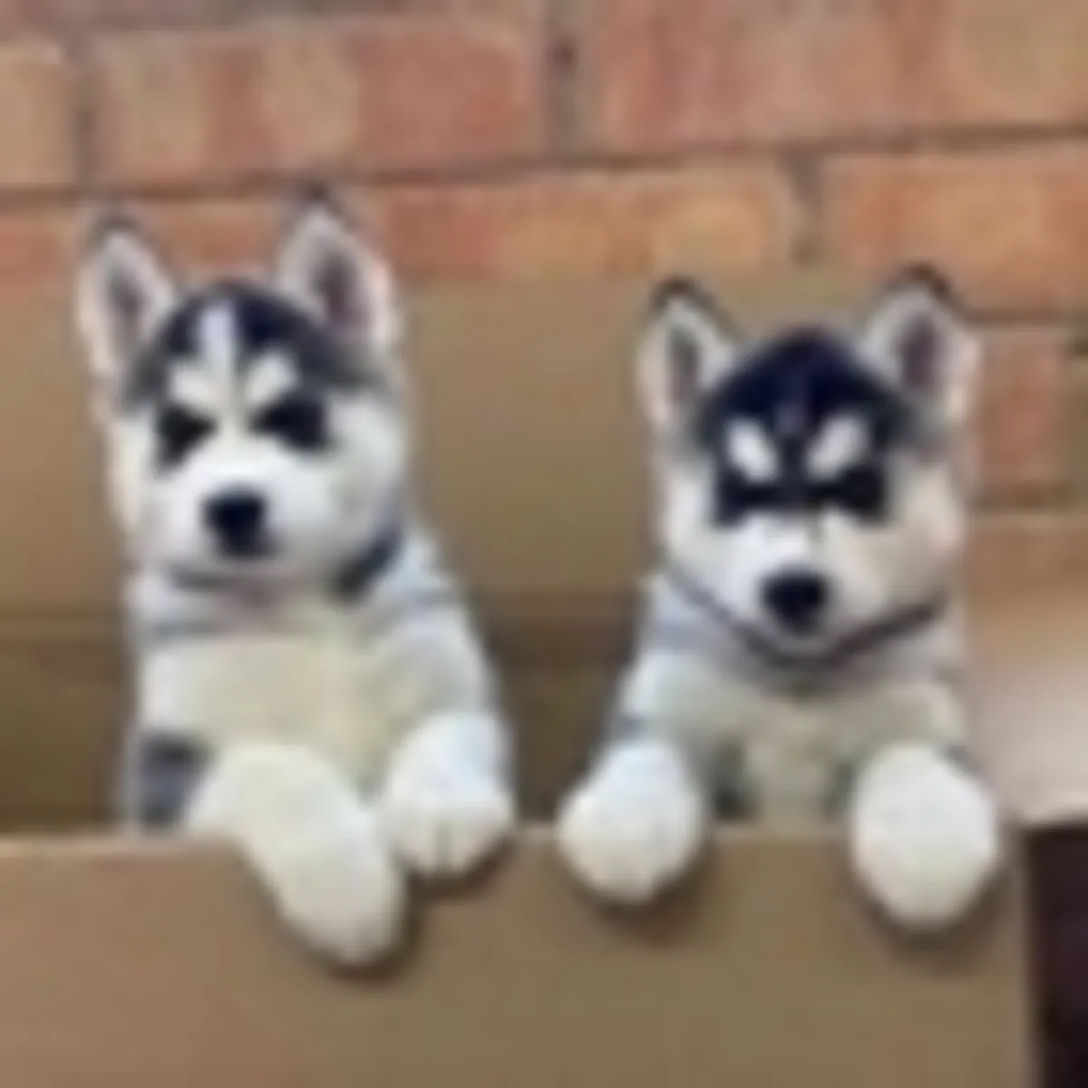 Cachorros de Husky en venta ahora.