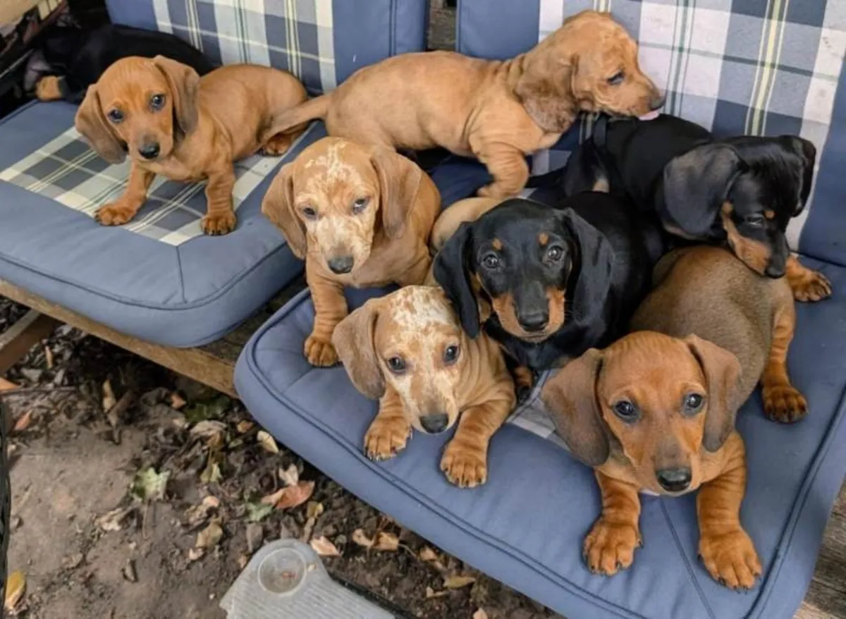 Gorgeous Dachshund Puppies for sale