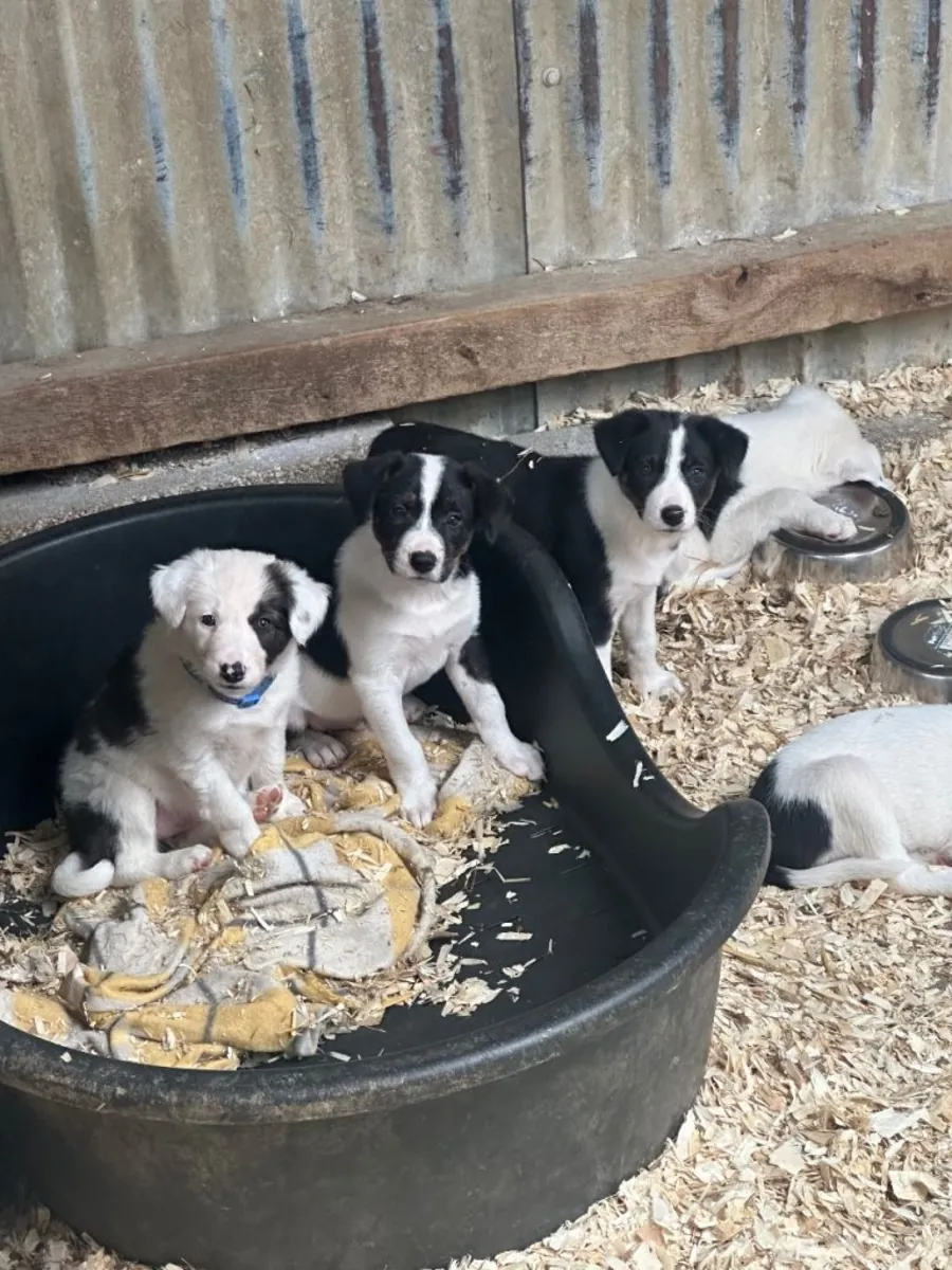 Chiots Collie