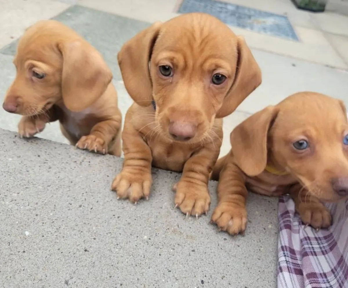 Beaux chiots teckels miniatures