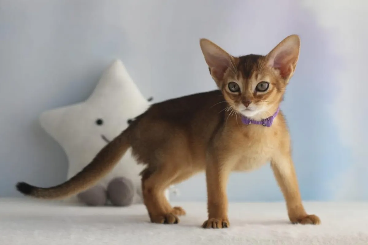 Gatitos abisinios