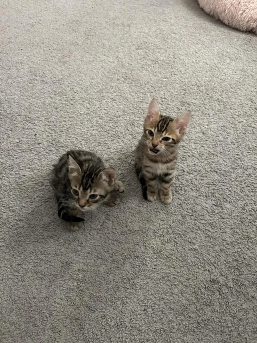 Gatitos Bengalíes