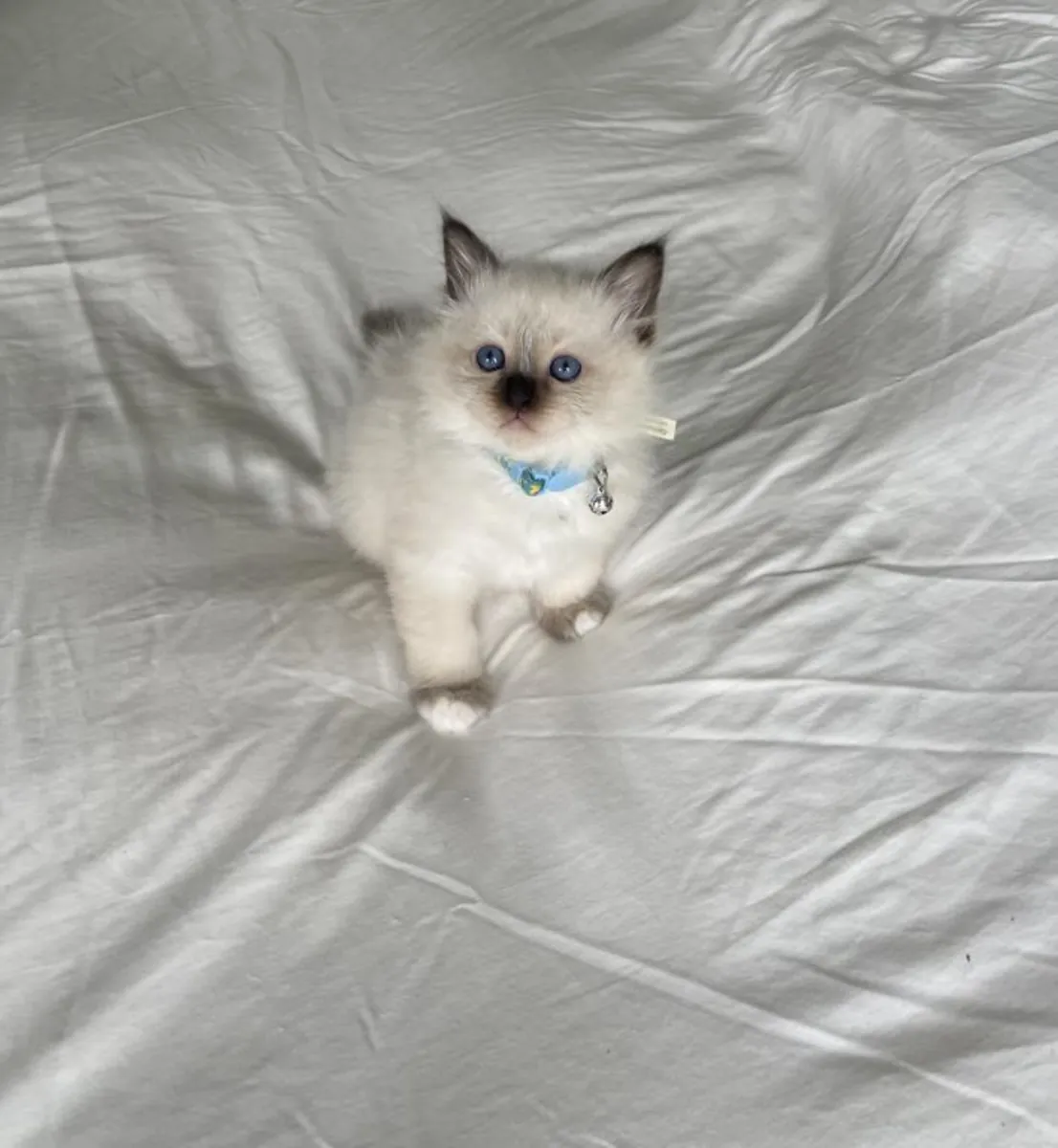 Gatitos Birman