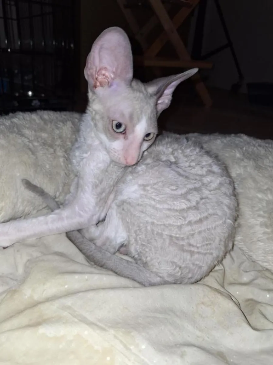Gatitos Cornish Rex