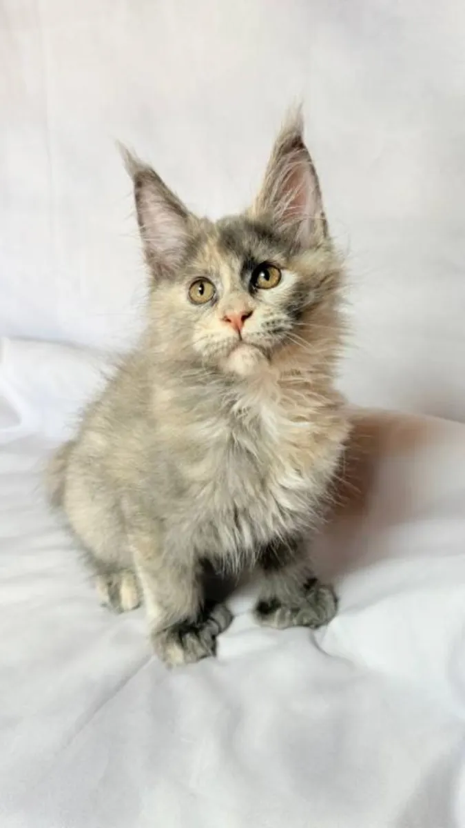 Maine Coon kittens