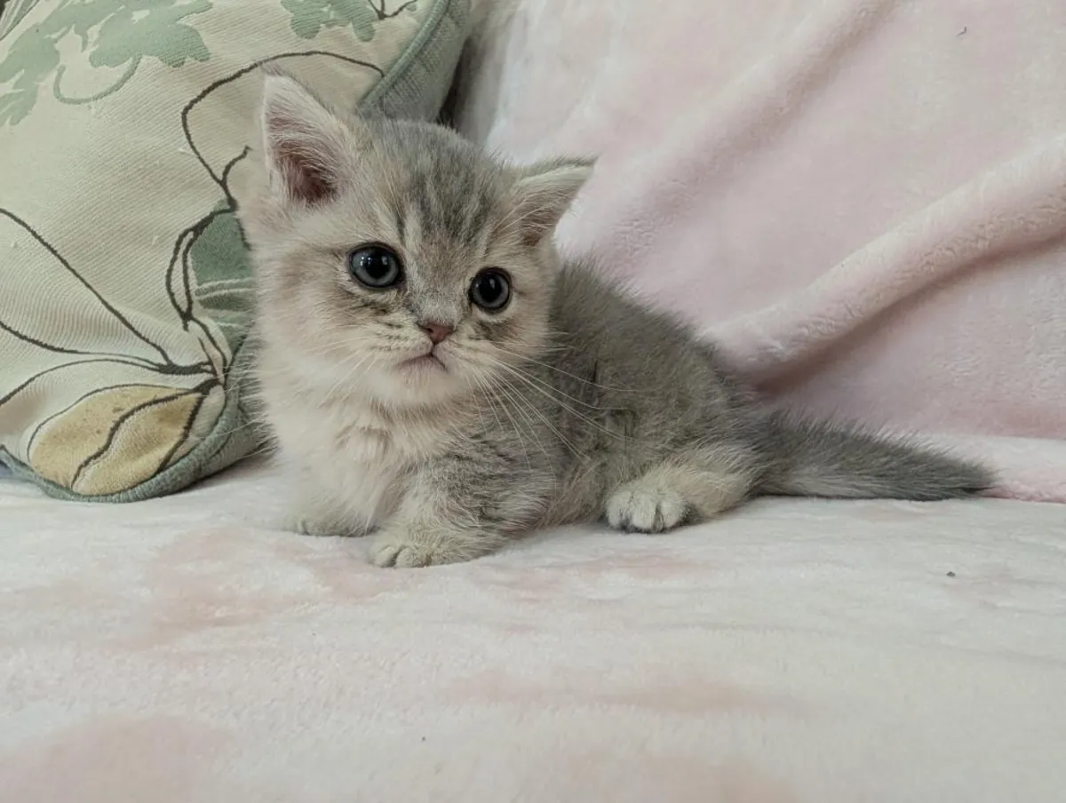 Gatitos Munchkin